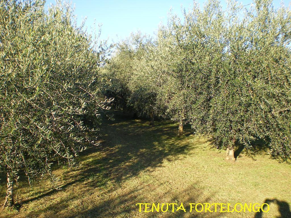 Tenuta Fortelongo Fara Vicentino Exterior photo