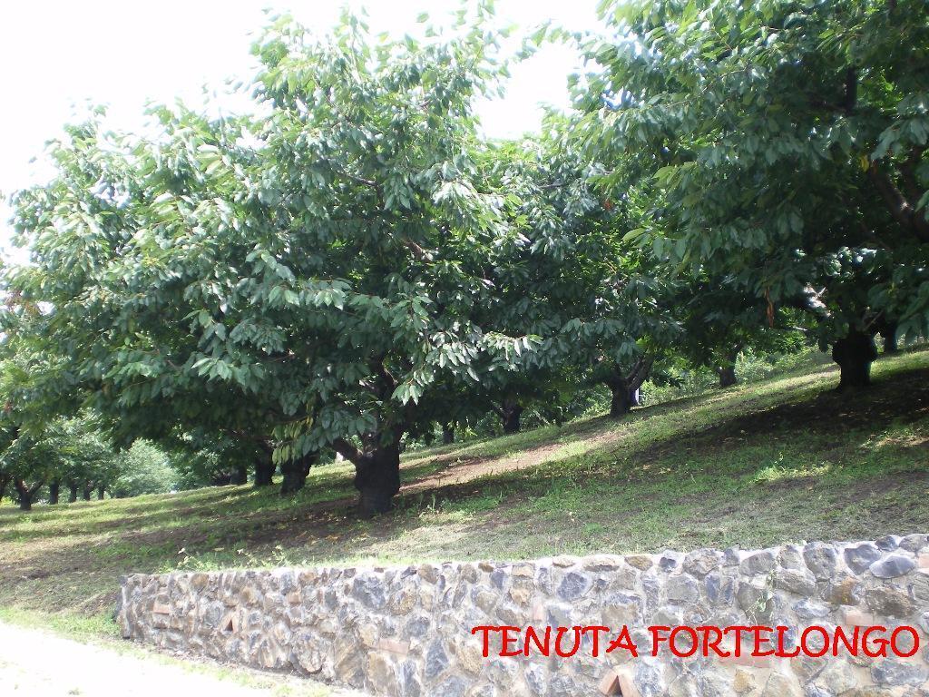 Tenuta Fortelongo Fara Vicentino Exterior photo